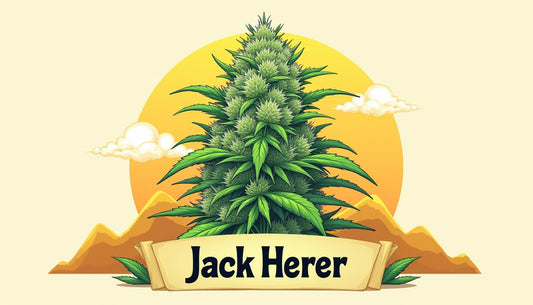 JACK HERER CBD MAFRENCHWEED LJUS