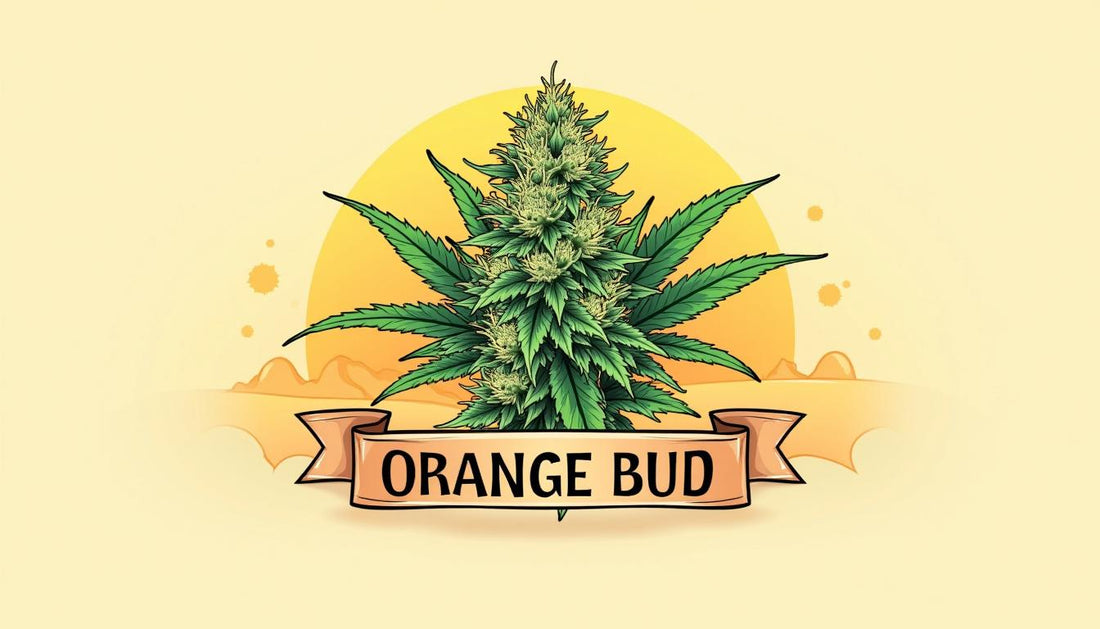 ORANGE BUD CBD MAFRENCHWEED LJUS