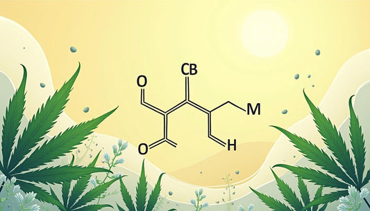 CANNABIDIOL MAFRENCHWEED LJUS